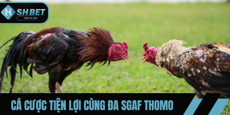 Tham gia cá cược tiện lợi, xem và đặt cược bất cứ khi nào