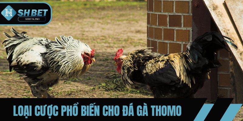 Các loại cược phổ biến như Meron, Wala, hòa, tỷ số trận đấu