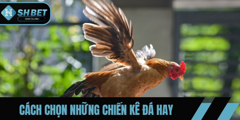 Cách chọn những chiến kê đá hay nâng cao khả năng chiến thắng