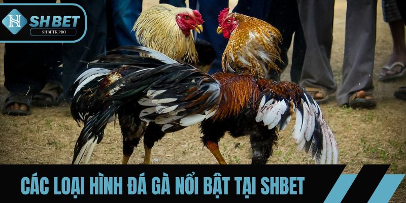 Các loại hình đá gà nổi bật tại SHBET trong năm 2025