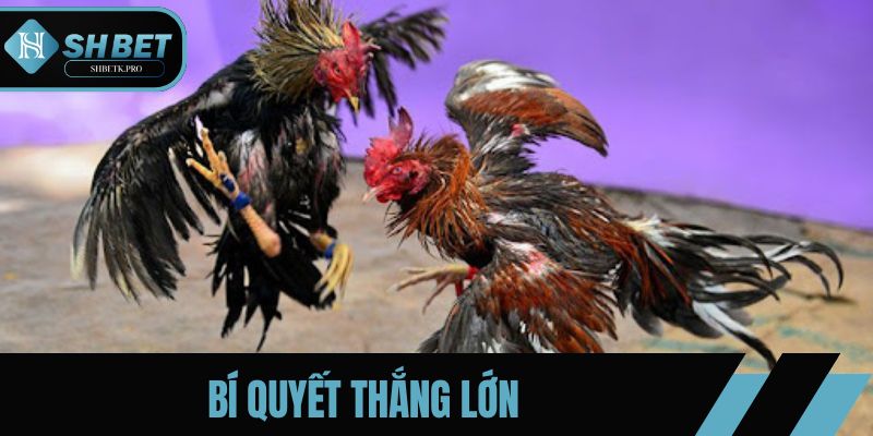 Bật mí bí quyết thắng lớn khi chơi chọi gà Campuchia