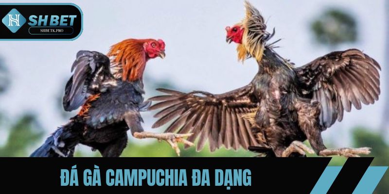 Nhiều hình thức đá gà Campuchia đa dạng