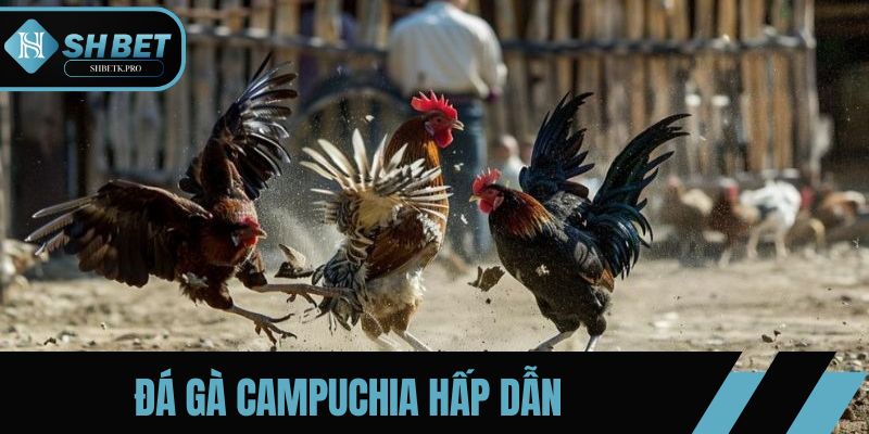 Đá gà Campuchia hấp dẫn và kịch tính