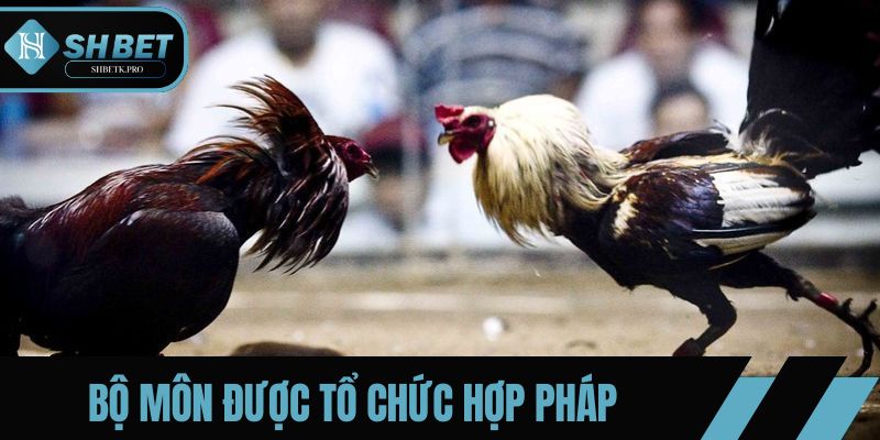 Bộ môn được tổ chức hợp pháp, chuyên nghiệp