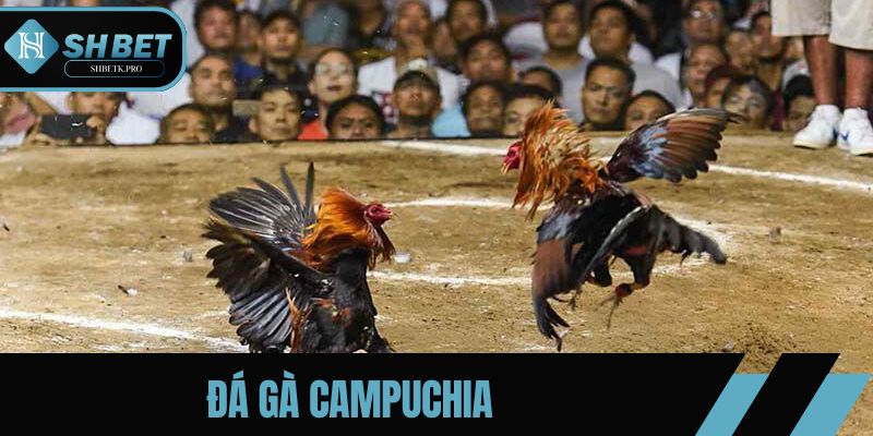 Đá Gà Campuchia