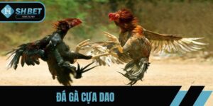 Đá gà cựa dao