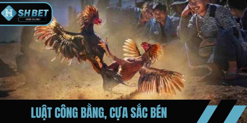 Đá gà cựa dao tuân theo luật công bằng, cựa sắc bén