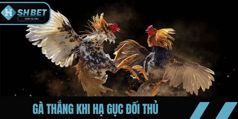 Gà thắng khi hạ gục đối thủ hoặc theo điểm số