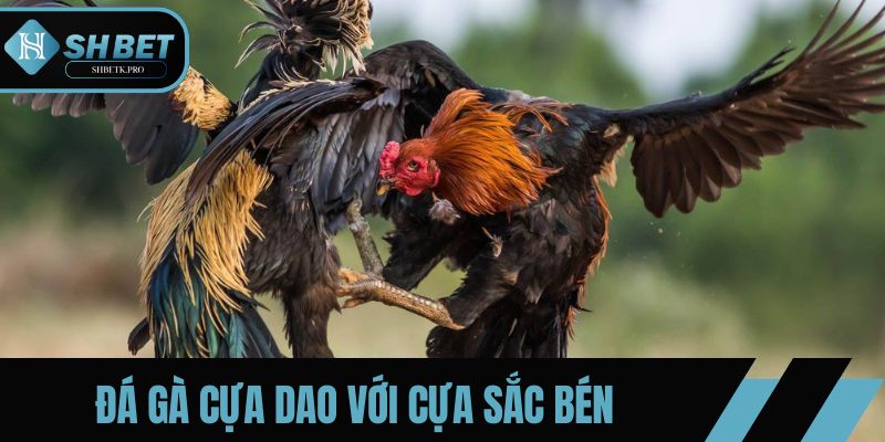 Đá gà cựa dao là thi đấu với cựa sắc bén
