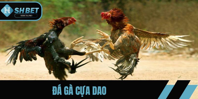 Đá gà cựa dao