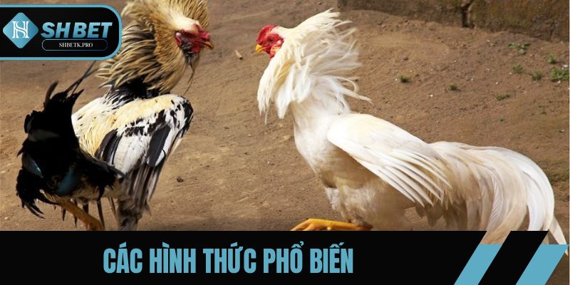 Các hình thức phổ biến gồm gà cựa dao và cựa tròn