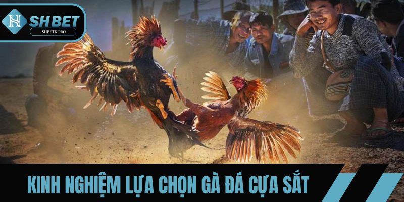Kinh nghiệm lựa chọn gà đá cựa sắt