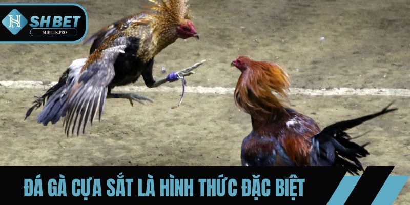 Đá gà cựa sắt là hình thức thi đấu đặc biệt với vũ khí sắc bén
