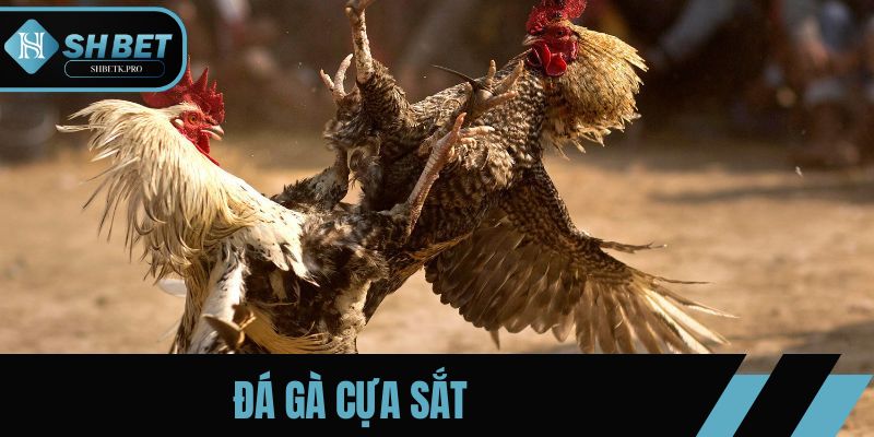 Đá Gà Cựa Sắt