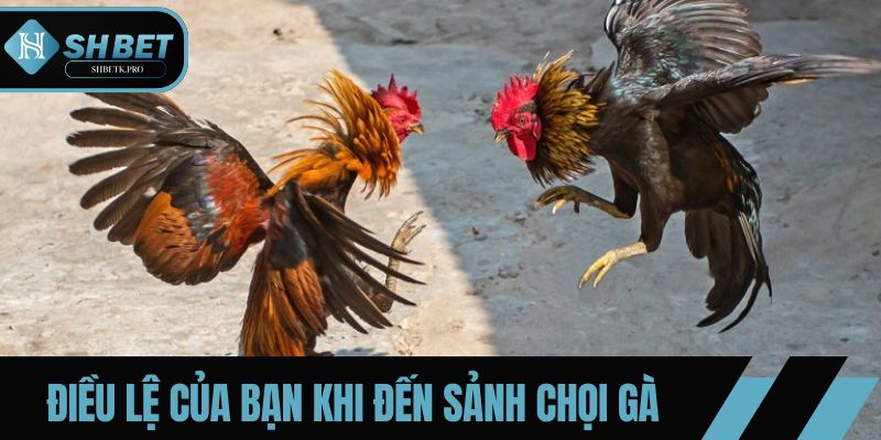 Điều lệ cho các thành viên khi đến sảnh chọi gà tại SHBET
