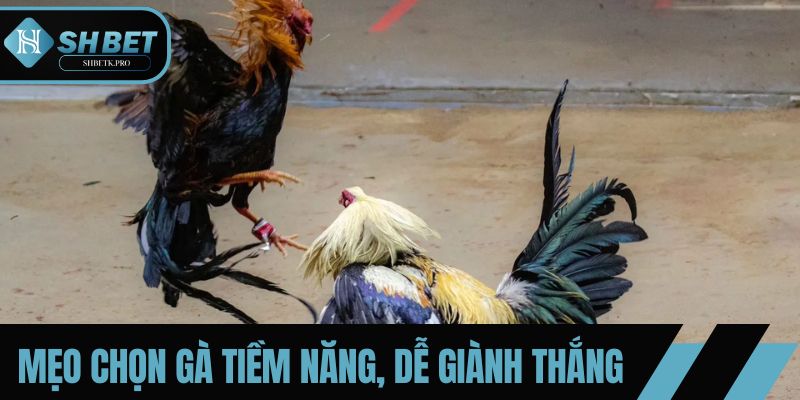 Mẹo chọn gà chiến tiềm năng, dễ giành thắng lợi tại SHBET