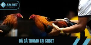Đá Gà Thomo