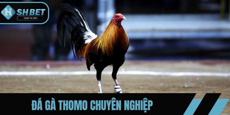 Đá gà Thomo là hình thức thi đấu chuyên nghiệp, hấp dẫn