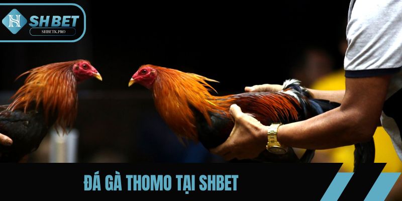 Đá Gà Thomo