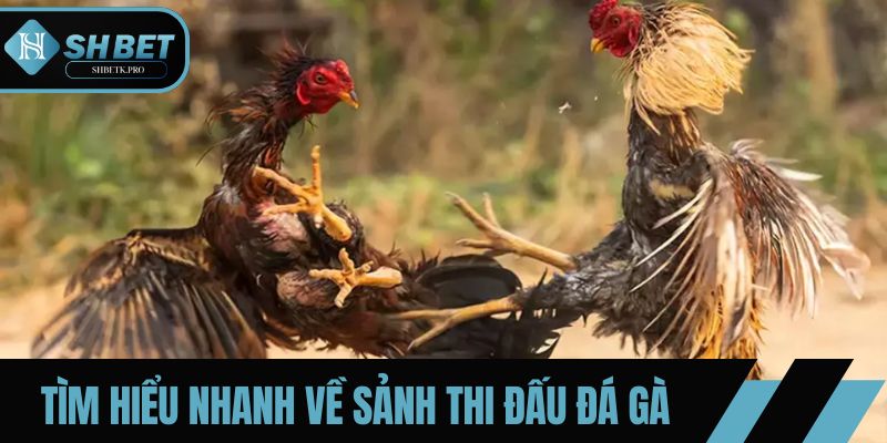 Tìm hiểu nhanh về sảnh thi đấu đá gà tại SHBET