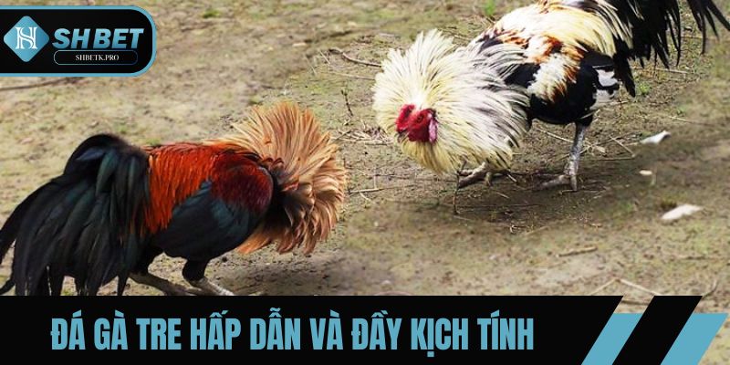 Môn thể thao đá gà tre hấp dẫn và đầy kịch tính