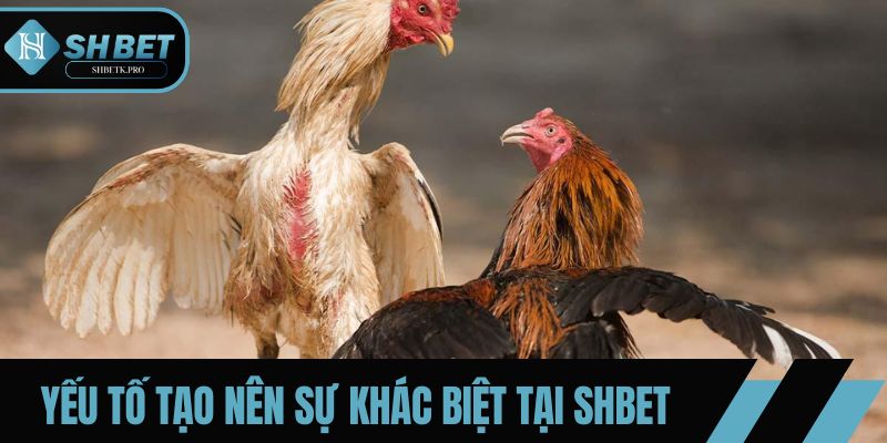 Yếu tố đáng chú ý tạo nên sự khác biệt tại SHBET