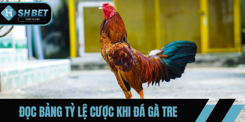 Đọc bảng tỷ lệ cược giúp tối ưu hóa chiến lược cá cược đá gà