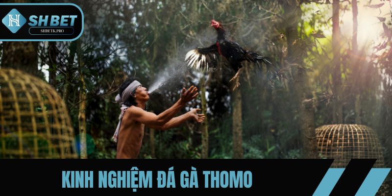 Kinh nghiệm đá gà Thomo giúp tăng cơ hội thắng cược