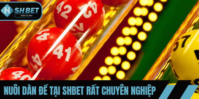Nuôi dàn đề tại SHBET rất chuyên nghiệp